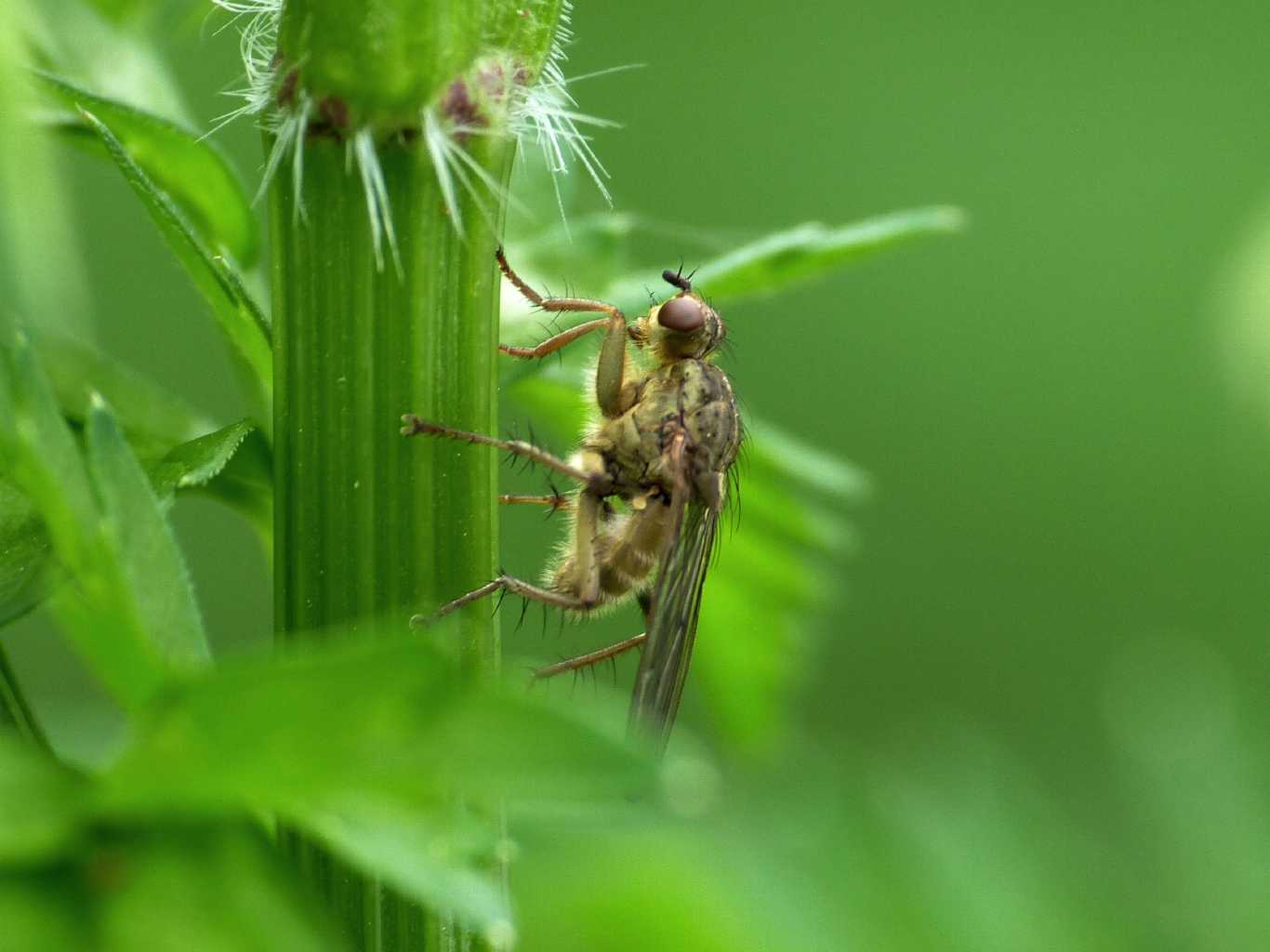 Piccolo Scatophagidae